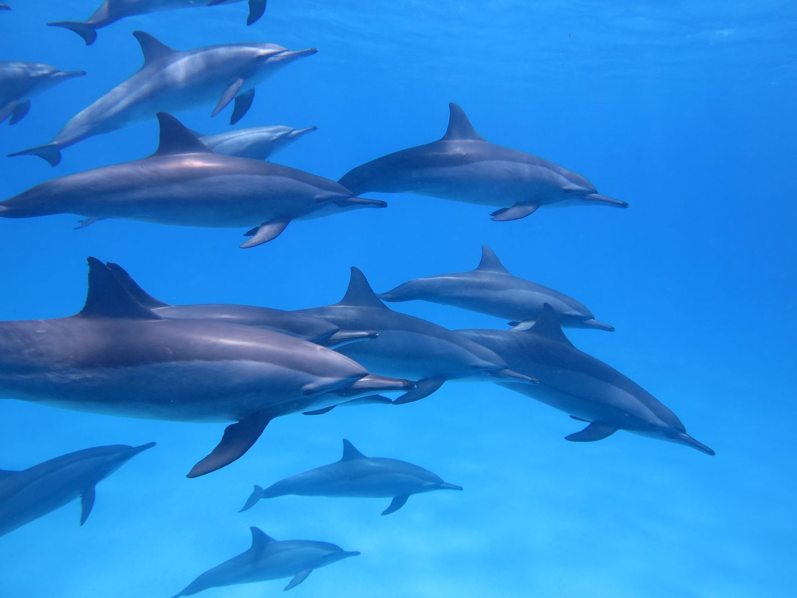 Delfinschule im offenen Meer bei El Gouna nahe Hurghada